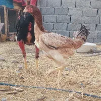 فروش مرغ لاری و فریح|حیوانات مزرعه|ورزقان, |دیوار