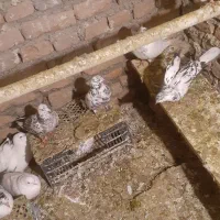 پرشی|پرنده|سلماس, |دیوار