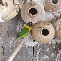 جفت کوتوله یقه زرد|پرنده|گله دار, |دیوار