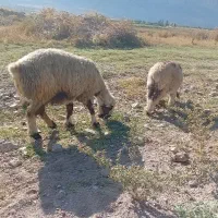 شیشک بره دار داشتی قوچ میش بز بره کهره