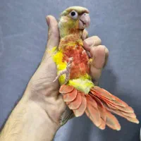 گرینچیک طوطی راهب ردچیک سرلاکی و دونخور و نرم خور|پرنده|کرج, شاهین‌ویلا|دیوار