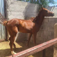 کره اسب نریان عرب وارداتی بافق