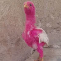 مرغ