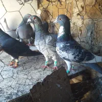 کبوتر|پرنده|تربتحیدریه, منظر|دیوار