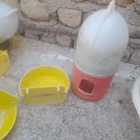 جا دونی کبوتر
