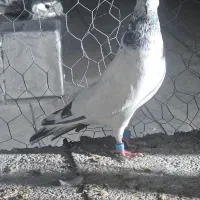 کبوتر گلدن|پرنده|ایرانشهر, |دیوار