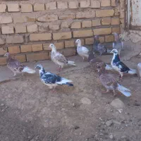 ۱۰ عدد جوانع|پرنده|قوچان, |دیوار