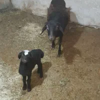 گوسفند بره بز پاکستانی قوچ شال رومانوف یکجا|حیوانات مزرعه|سرخه حصار, |دیوار