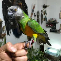 طوطی سنگال دستی سخنگو