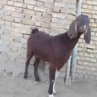 بز ماده جوان