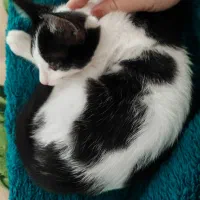 واگذاری|گربه|رشت, منظریه|دیوار