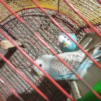 مرغ عشق|پرنده|صومعه‌سرا, |دیوار