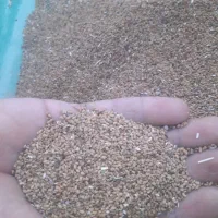 بذر یونجه
