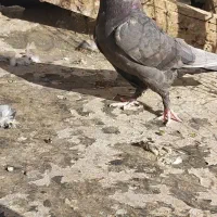 جفت کوهی و قهوه ای|پرنده|اهواز, بهارستان|دیوار