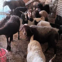 فروش گوسفند و بز داشتی وتقلی