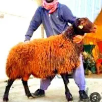 شیشک نزایبده بره جوان نروماده گوسفند زنده صحرا