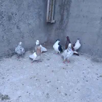 کبوتر 7 عدد|پرنده|ضیاء آباد, |دیوار