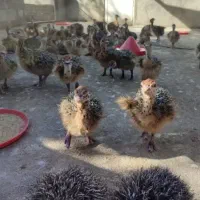 جوجه شتر مرغ