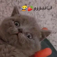 گربه اسکاتیش و بریتیش|گربه|اهواز, کیانپارس |دیوار
