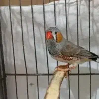 فنچ|پرنده|تهران, تسلیحات|دیوار