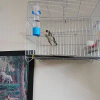 سهره سرخ دوساله جفتی قناری|پرنده|اندیمشک, |دیوار