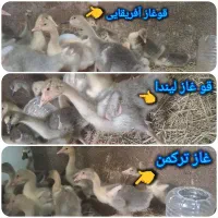 غاز