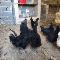 فروش مرغ خروس ایام سمانی