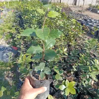 نشای بلوط همیشه سبز