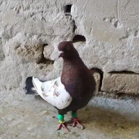 کفتر سینه دو رنگ و سبز پلاکی  صید