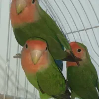 طوطی برزیلی سبز|پرنده|قروه, |دیوار