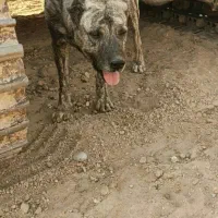 واگذاری سگ گله|سگ|بروجن, |دیوار