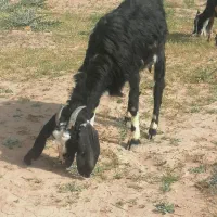 فروش دو عدد بز و یک عدد کهره ماده