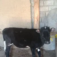 گوساله ماده سیمینتال