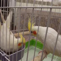 یه جفت عروس هلندی با قفس