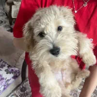 واگذاری پودل