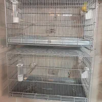 قناری نر و ماده|پرنده|اندیشه, اندیشه فاز ۳|دیوار