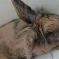 خرگوش لوپ|موش و خرگوش|سبزوار, شرق کال عیدگاه|دیوار