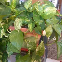 گلدان سانسوریا، پتوس، قاشقی