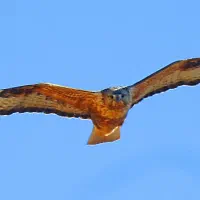 تاریخ تمدن ویل دورانت (کامل)معاوضه با تاریخ طبری