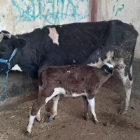 ۲ راس گاو گوساله دار