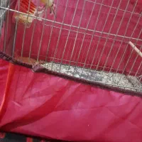 قناری ماده مست مست