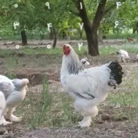 انواع خروس برهما اصل ،