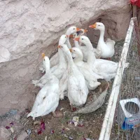 غاز ۱۰عدد|حیوانات مزرعه|خوی, |دیوار