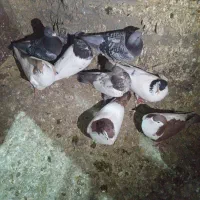 کبوتر های زیبا و پرشی فروشی