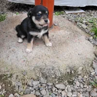 طوله اشپیتز|سگ|سنگر, |دیوار