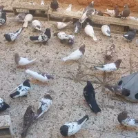 کفتر سینه کله