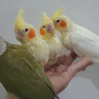 عروس هلندی گرینچیک رام رام