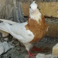 طوق زرد