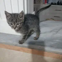 واگذاری بچه گربه|گربه|گرگان, |دیوار