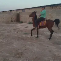 اسب نریون دره شور